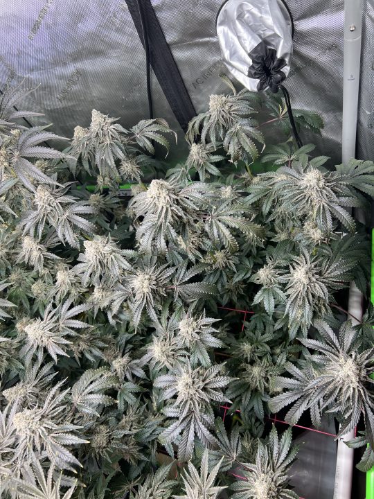 White Wedding, Blueberry Sugar, PURPLE BERRY, Sweet Flurry (Selfie Seeds), GWM — journal photo