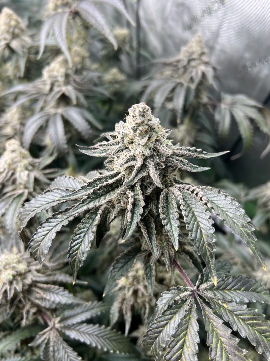 White Wedding, Blueberry Sugar, PURPLE BERRY, Sweet Flurry (Selfie Seeds), GWM — journal photo
