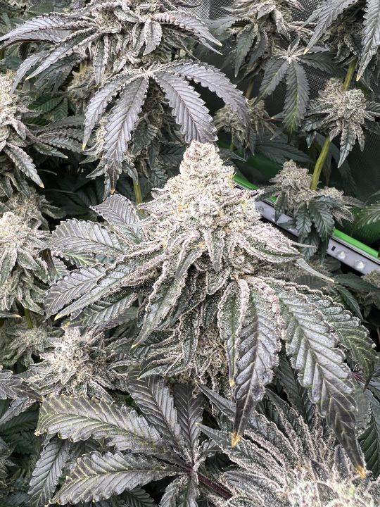 White Wedding, Blueberry Sugar, PURPLE BERRY, Sweet Flurry (Selfie Seeds), GWM — journal photo