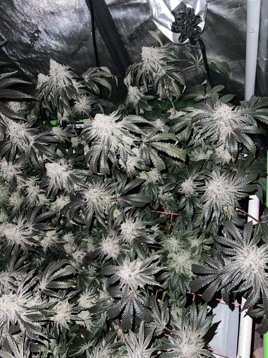 White Wedding, Blueberry Sugar, PURPLE BERRY, Sweet Flurry (Selfie Seeds), GWM — journal photo
