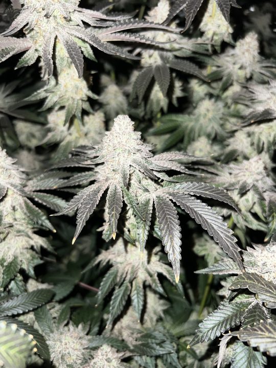 White Wedding, Blueberry Sugar, PURPLE BERRY, Sweet Flurry (Selfie Seeds), GWM — journal photo