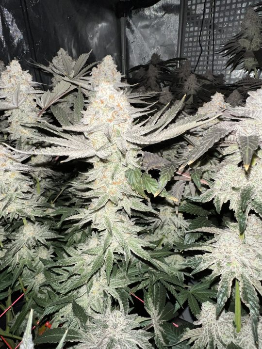White Wedding, Blueberry Sugar, PURPLE BERRY, Sweet Flurry (Selfie Seeds), GWM — journal photo