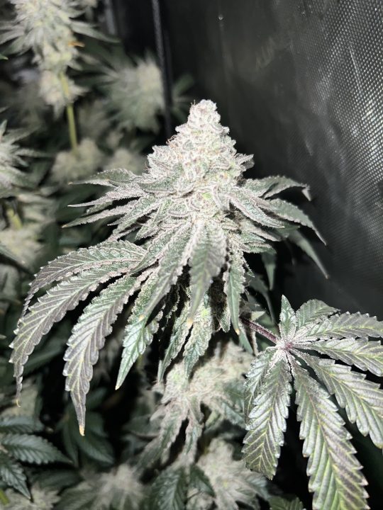 White Wedding, Blueberry Sugar, PURPLE BERRY, Sweet Flurry (Selfie Seeds), GWM — journal photo