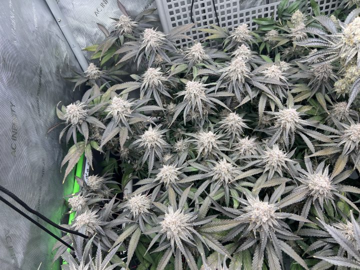 White Wedding, Blueberry Sugar, PURPLE BERRY, Sweet Flurry (Selfie Seeds), GWM — journal photo