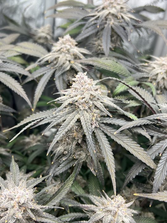 White Wedding, Blueberry Sugar, PURPLE BERRY, Sweet Flurry (Selfie Seeds), GWM — journal photo