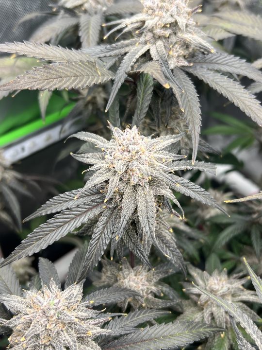 White Wedding, Blueberry Sugar, PURPLE BERRY, Sweet Flurry (Selfie Seeds), GWM — journal photo