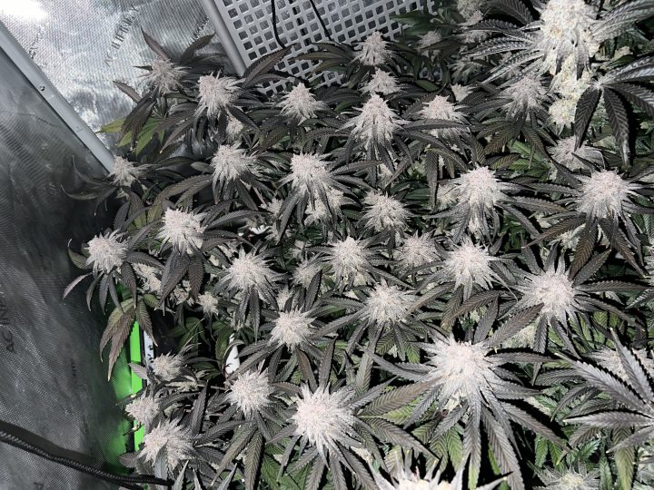White Wedding, Blueberry Sugar, PURPLE BERRY, Sweet Flurry (Selfie Seeds), GWM — journal photo