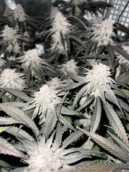 White Wedding, Blueberry Sugar, PURPLE BERRY, Sweet Flurry (Selfie Seeds), GWM — journal photo