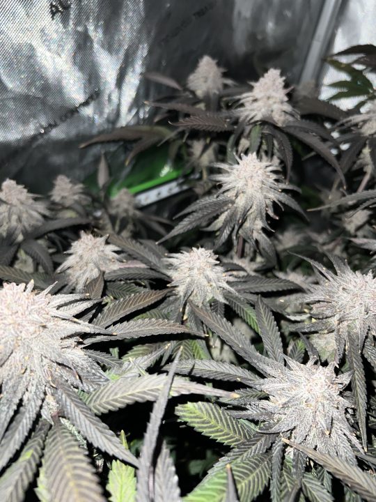 White Wedding, Blueberry Sugar, PURPLE BERRY, Sweet Flurry (Selfie Seeds), GWM — journal photo