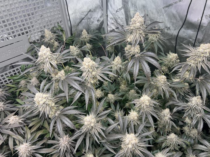 White Wedding, Blueberry Sugar, PURPLE BERRY, Sweet Flurry (Selfie Seeds), GWM — journal photo
