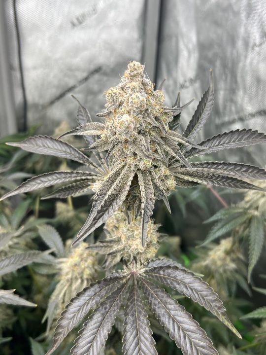 White Wedding, Blueberry Sugar, PURPLE BERRY, Sweet Flurry (Selfie Seeds), GWM — journal photo