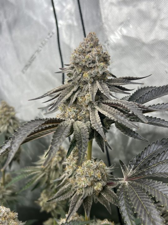 White Wedding, Blueberry Sugar, PURPLE BERRY, Sweet Flurry (Selfie Seeds), GWM — journal photo