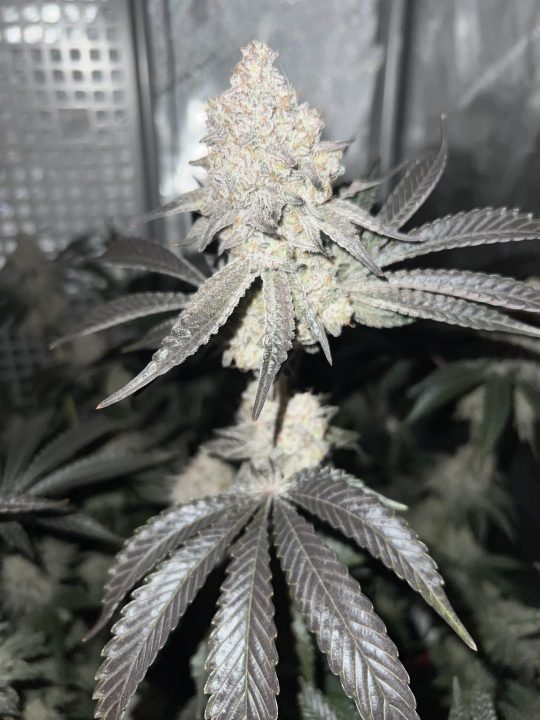 White Wedding, Blueberry Sugar, PURPLE BERRY, Sweet Flurry (Selfie Seeds), GWM — journal photo