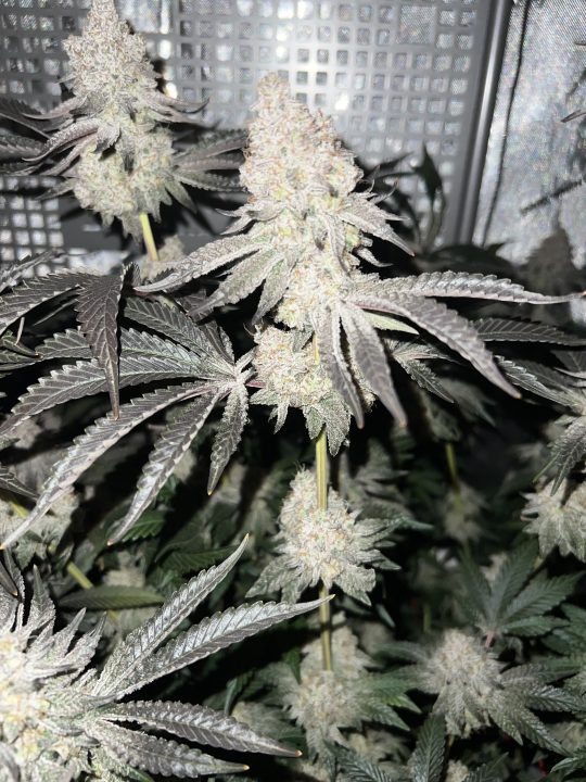 White Wedding, Blueberry Sugar, PURPLE BERRY, Sweet Flurry (Selfie Seeds), GWM — journal photo