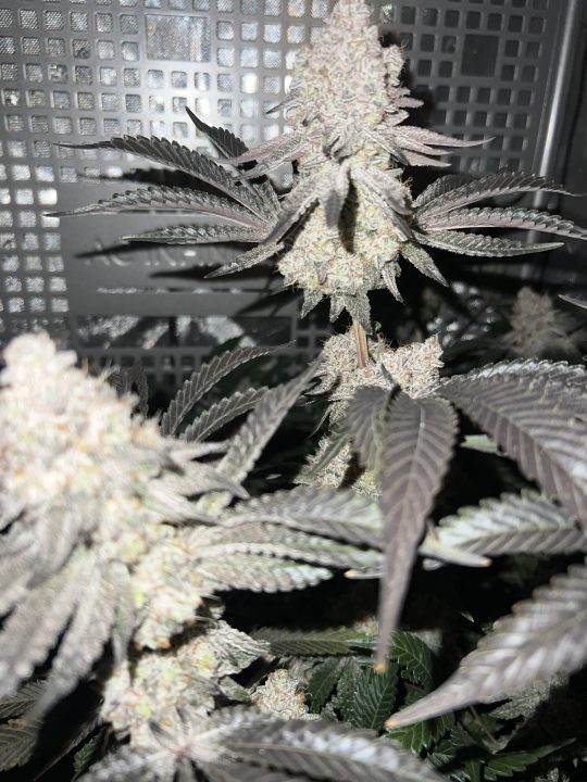 White Wedding, Blueberry Sugar, PURPLE BERRY, Sweet Flurry (Selfie Seeds), GWM — journal photo