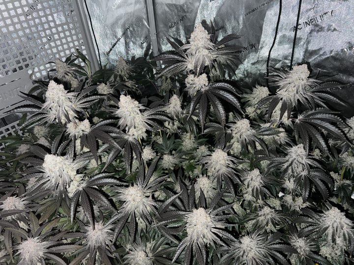 White Wedding, Blueberry Sugar, PURPLE BERRY, Sweet Flurry (Selfie Seeds), GWM — journal photo