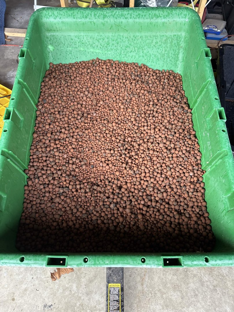 Purple Berry, Guelah Papaya, Jealousy.  AirCube Flood Drain with Clay Balls. Peters Nutrients — journal photo