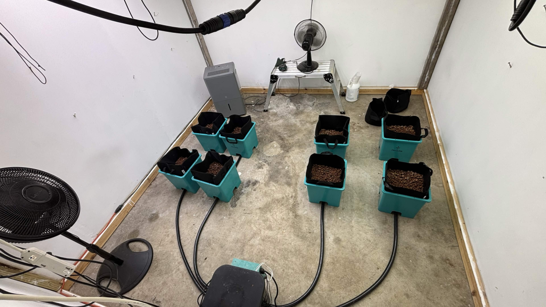 Purple Berry, Guelah Papaya, Jealousy.  AirCube Flood Drain with Clay Balls. Peters Nutrients — journal photo