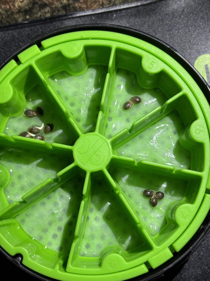 Purple Berry, Guelah Papaya, Jealousy.  AirCube Flood Drain with Clay Balls. Peters Nutrients — journal photo