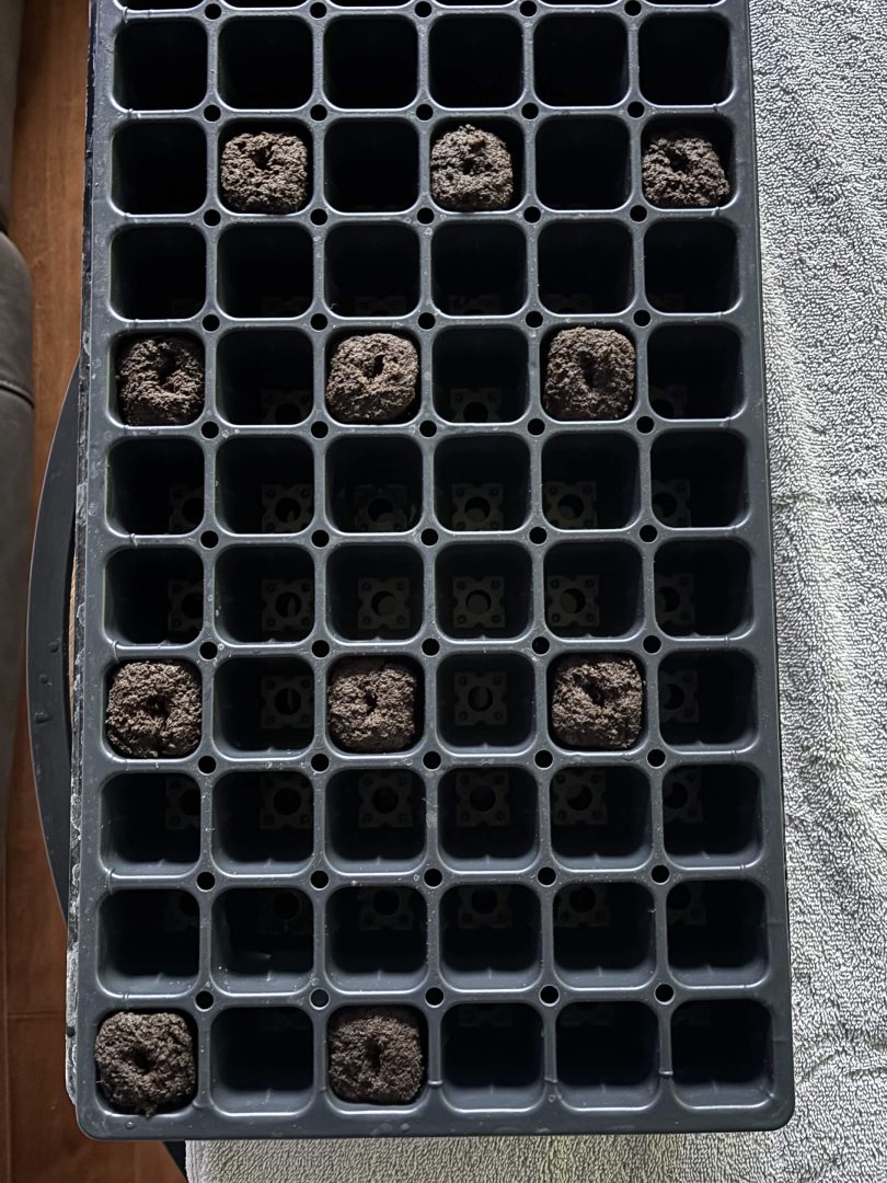 Purple Berry, Guelah Papaya, Jealousy.  AirCube Flood Drain with Clay Balls. Peters Nutrients — journal photo