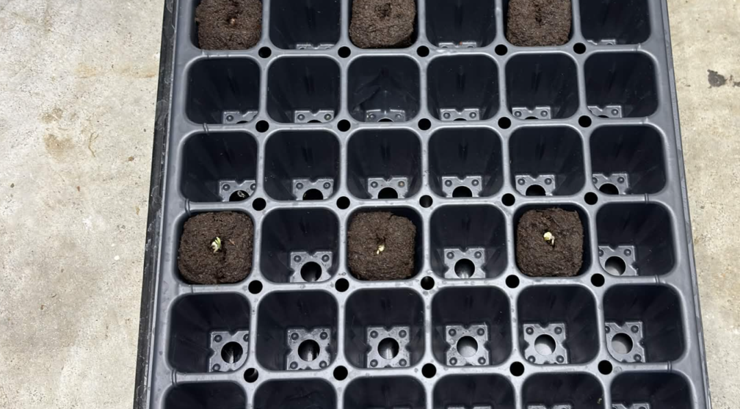 Purple Berry, Guelah Papaya, Jealousy.  AirCube Flood Drain with Clay Balls. Peters Nutrients — journal photo