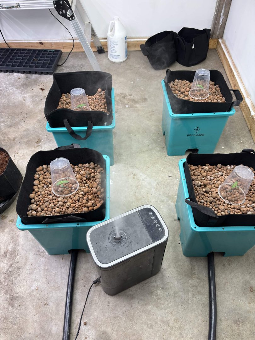 Purple Berry, Guelah Papaya, Jealousy.  AirCube Flood Drain with Clay Balls. Peters Nutrients — journal photo