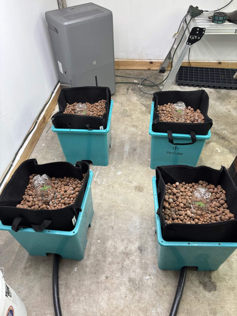 Purple Berry, Guelah Papaya, Jealousy.  AirCube Flood Drain with Clay Balls. Peters Nutrients — journal photo