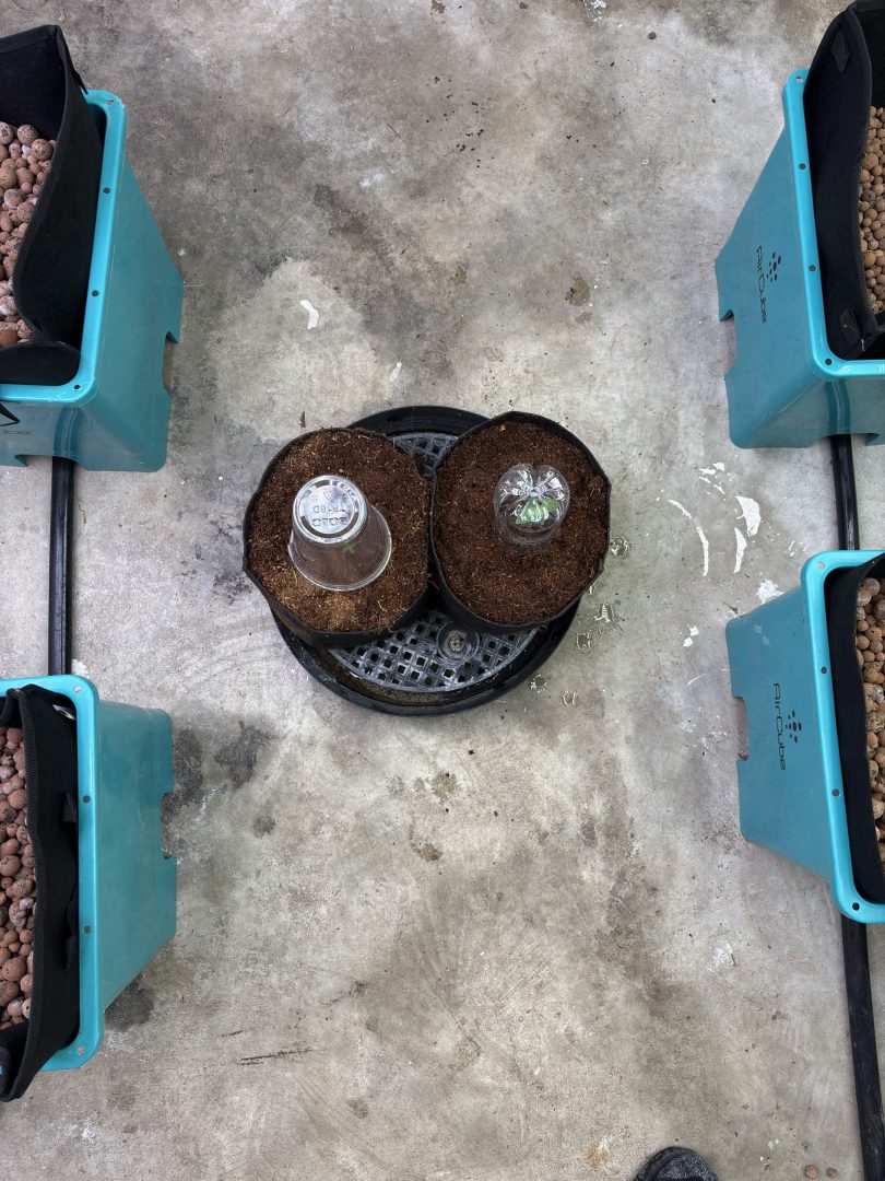 Purple Berry, Guelah Papaya, Jealousy.  AirCube Flood Drain with Clay Balls. Peters Nutrients — journal photo
