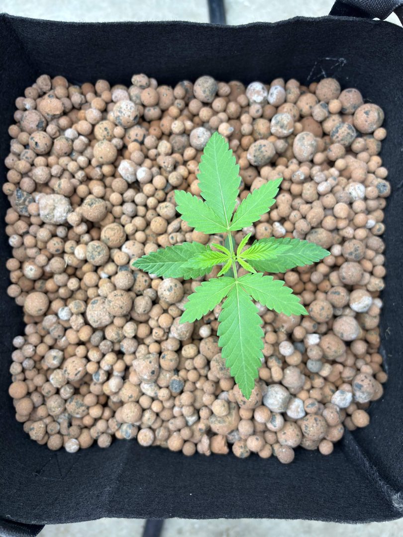 Purple Berry, Guelah Papaya, Jealousy.  AirCube Flood Drain with Clay Balls. Peters Nutrients — journal photo