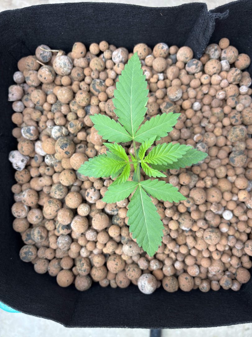 Purple Berry, Guelah Papaya, Jealousy.  AirCube Flood Drain with Clay Balls. Peters Nutrients — journal photo