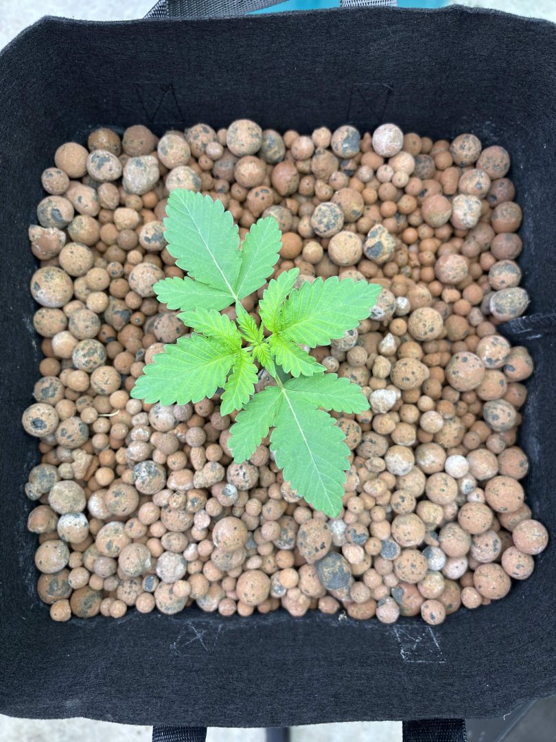 Purple Berry, Guelah Papaya, Jealousy.  AirCube Flood Drain with Clay Balls. Peters Nutrients — journal photo