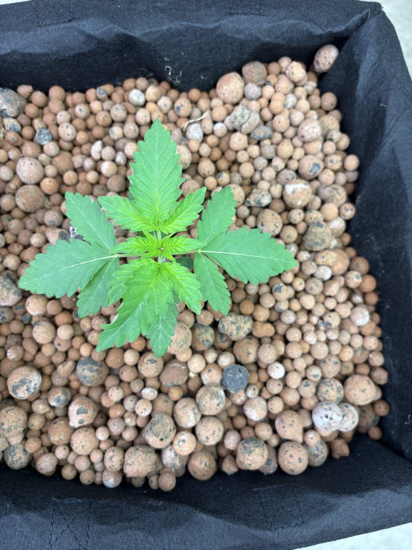 Purple Berry, Guelah Papaya, Jealousy.  AirCube Flood Drain with Clay Balls. Peters Nutrients — journal photo