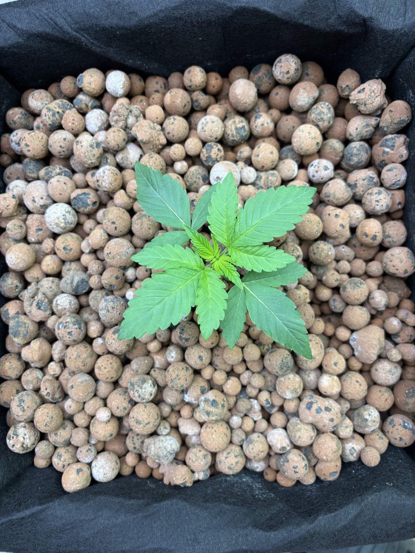 Purple Berry, Guelah Papaya, Jealousy.  AirCube Flood Drain with Clay Balls. Peters Nutrients — journal photo