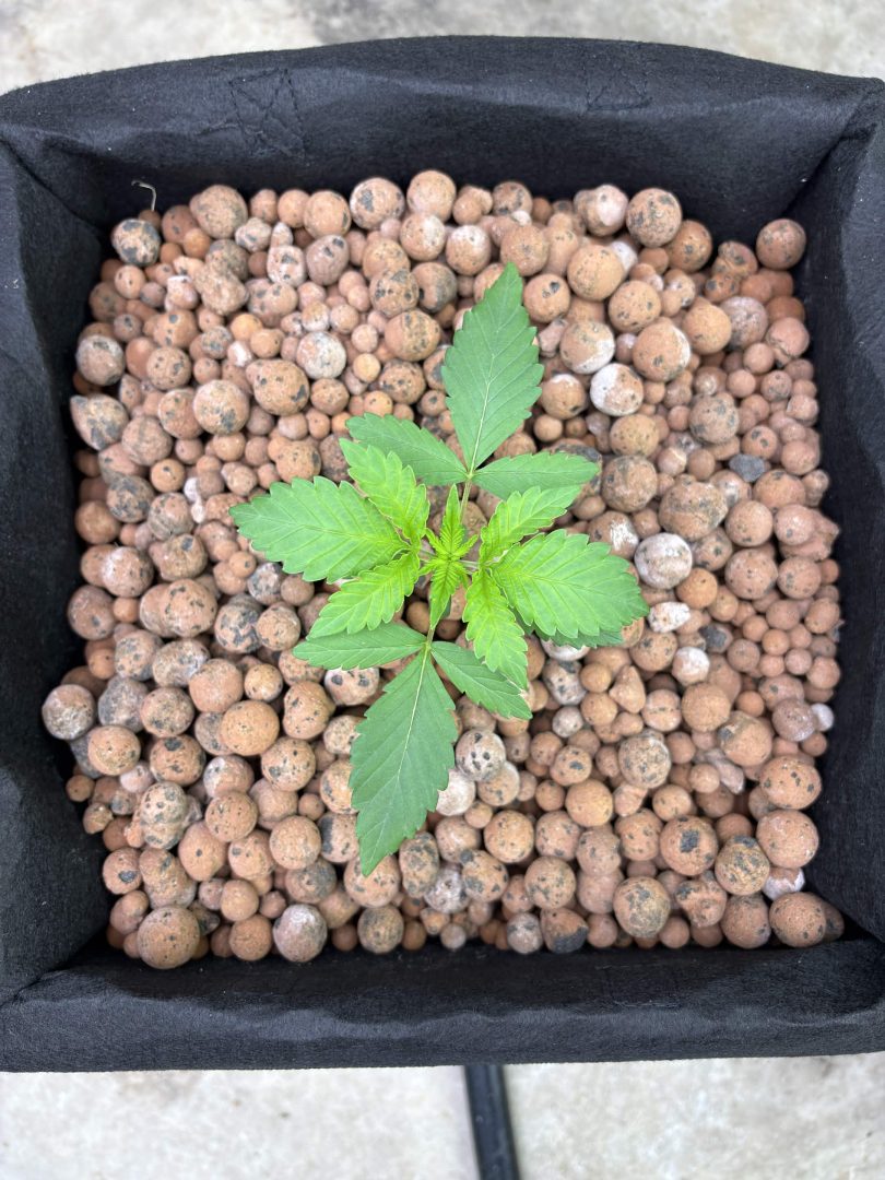 Purple Berry, Guelah Papaya, Jealousy.  AirCube Flood Drain with Clay Balls. Peters Nutrients — journal photo