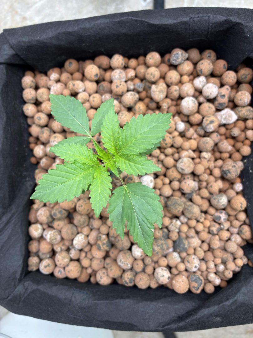 Purple Berry, Guelah Papaya, Jealousy.  AirCube Flood Drain with Clay Balls. Peters Nutrients — journal photo