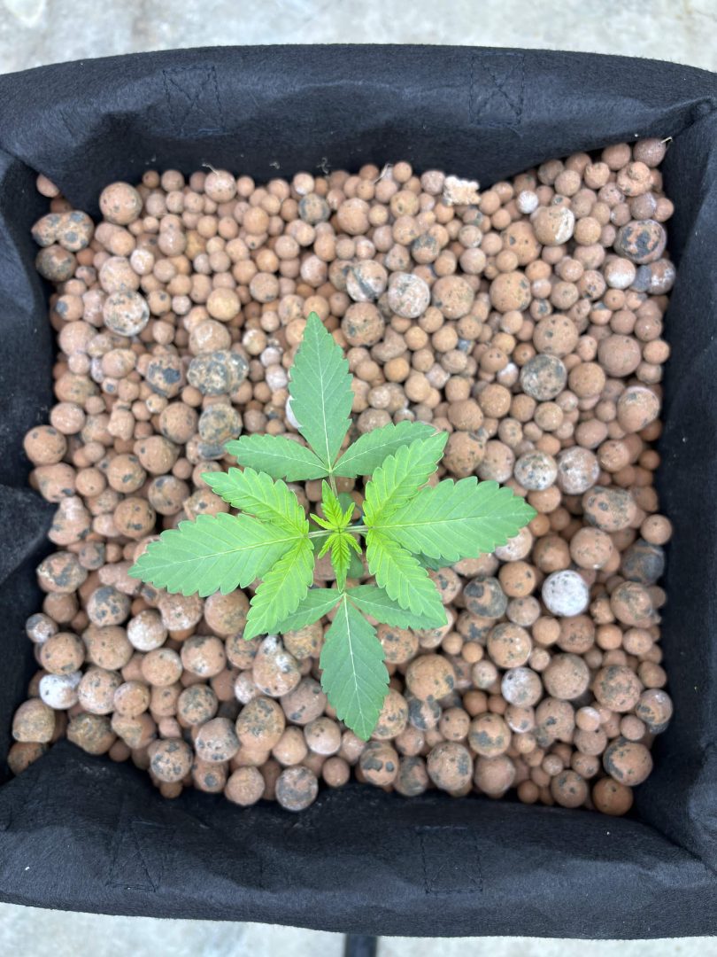 Purple Berry, Guelah Papaya, Jealousy.  AirCube Flood Drain with Clay Balls. Peters Nutrients — journal photo