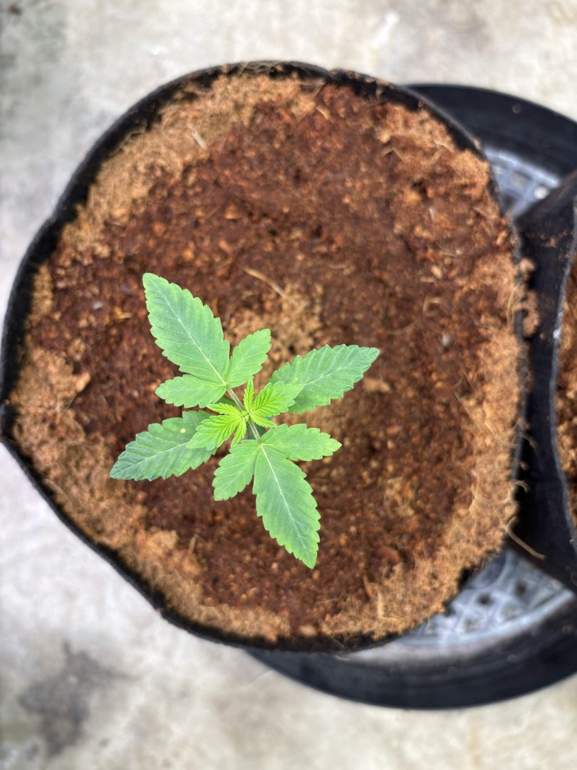 Purple Berry, Guelah Papaya, Jealousy.  AirCube Flood Drain with Clay Balls. Peters Nutrients — journal photo