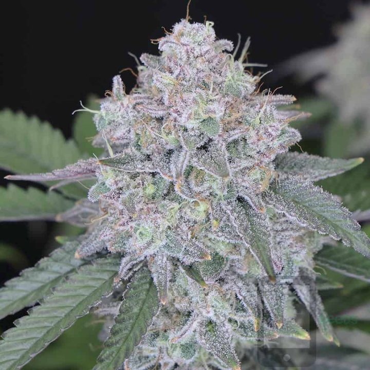 Strawberry Sugar/WW v2- Selfie Seeds — journal photo