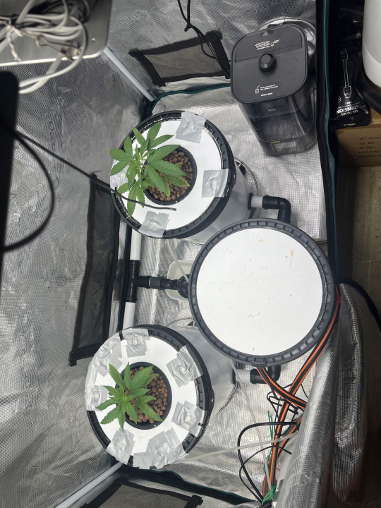 Strawberry Sugar/WW v2- Selfie Seeds — journal photo