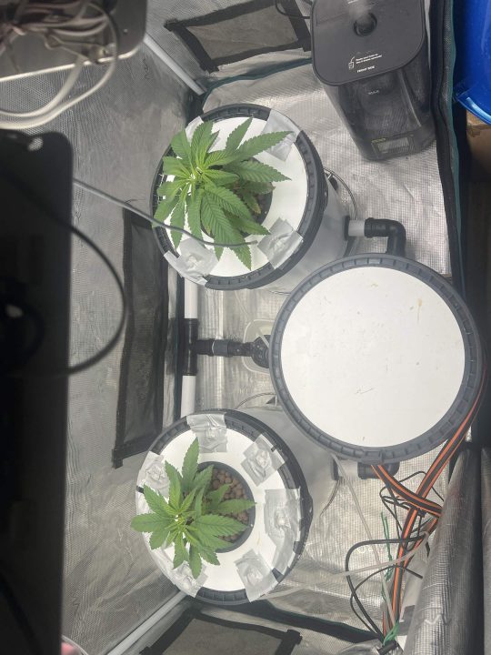 Strawberry Sugar/WW v2- Selfie Seeds — journal photo