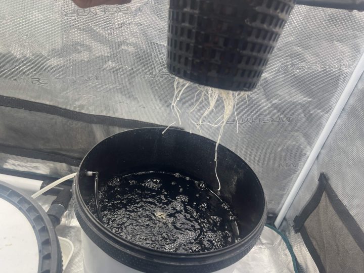 Strawberry Sugar/WW v2- Selfie Seeds — journal photo