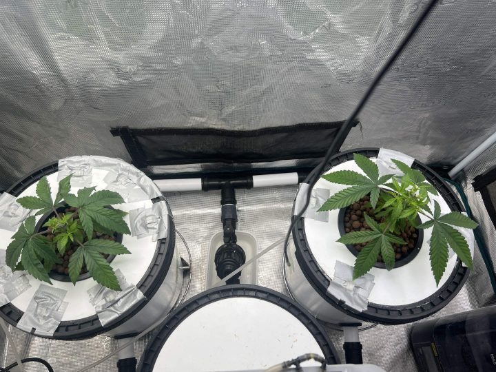 Strawberry Sugar/WW v2- Selfie Seeds — journal photo