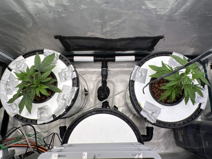 Strawberry Sugar/WW v2- Selfie Seeds — journal photo