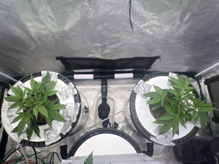 Strawberry Sugar/WW v2- Selfie Seeds — journal photo