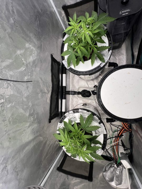 Strawberry Sugar/WW v2- Selfie Seeds — journal photo