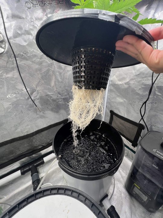 Strawberry Sugar/WW v2- Selfie Seeds — journal photo