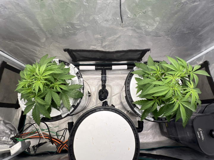Strawberry Sugar/WW v2- Selfie Seeds — journal photo