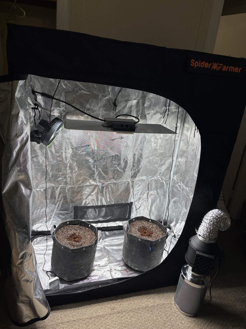 4x2 Lemon Cherry Cookies Auto - Living soil - 420 Fastbuds — journal photo