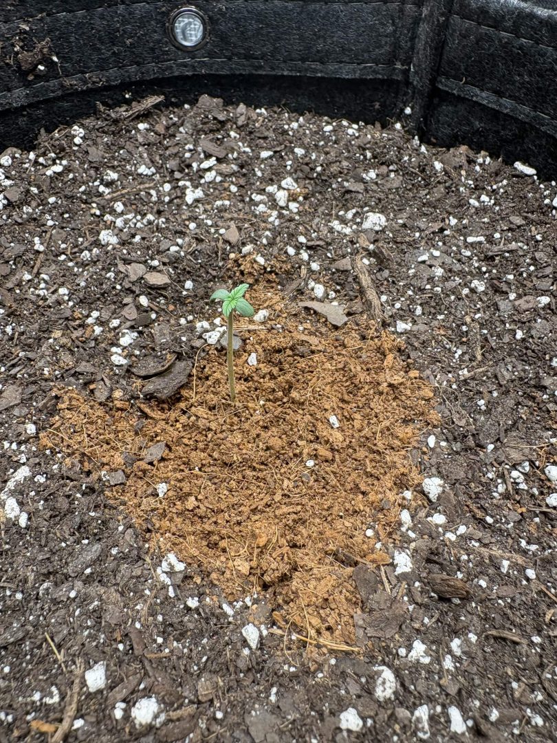 4x2 Lemon Cherry Cookies Auto - Living soil - 420 Fastbuds — journal photo