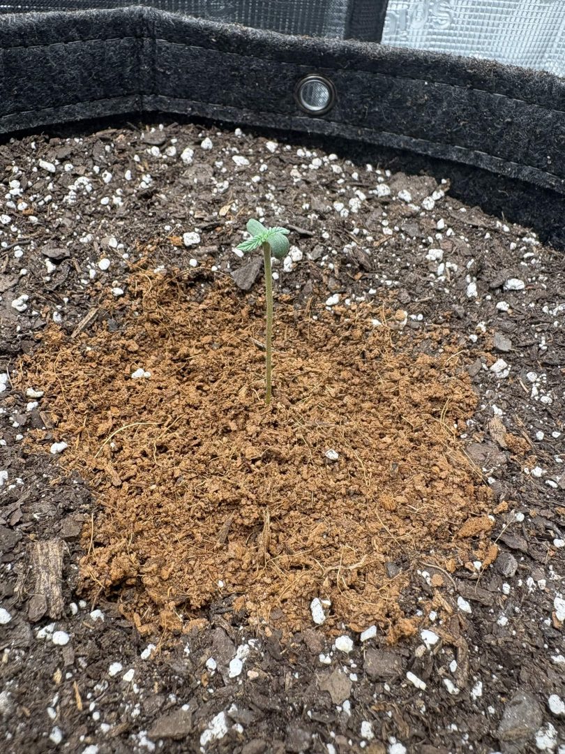 4x2 Lemon Cherry Cookies Auto - Living soil - 420 Fastbuds — journal photo